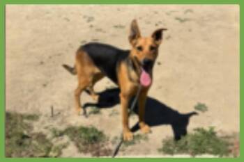 Sammy -  German Shepherd Dog Dog for Adoption in Amherst, Massachusetts - Sammy | PetCurious