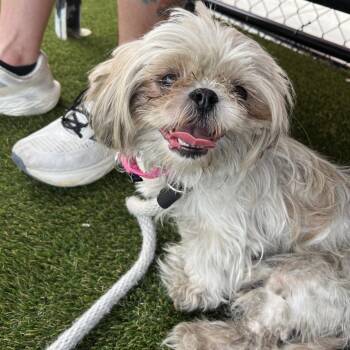 Maddie -  Shih Tzu Dog for Adoption in Medford Lakes, New Jersey - Maddie | PetCurious