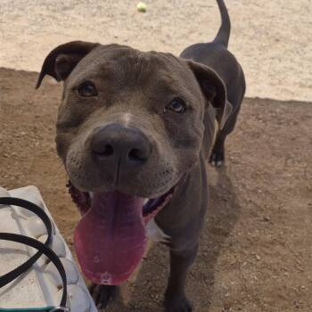 Pit Bull Terrier Dogs Available for Adoption in Sierra Vista, Arizona - Little Bit | PetCurious