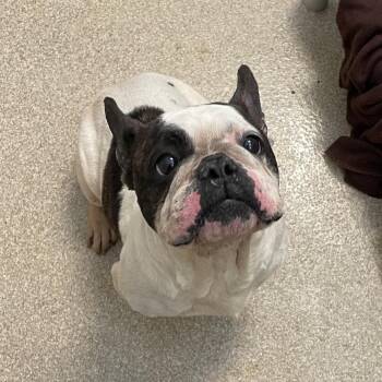 French Bulldog and Mixed Breed Dogs Available for Adoption in Bristol, Indiana - Chloe | PetCurious