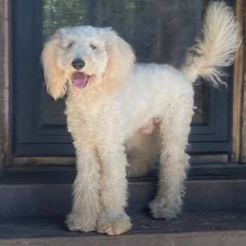 Milo -  Goldendoodle Dog for Adoption - Milo | PetCurious