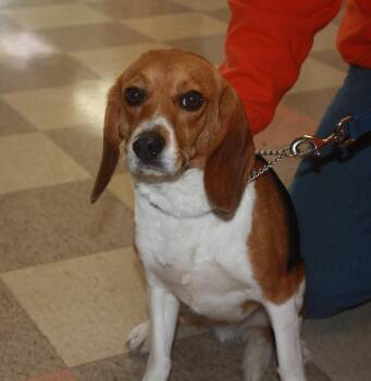 Beagle Dogs Available for Adoption in Rockwell City, Iowa - Charlie | PetCurious