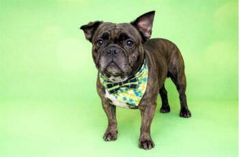 French Bulldog Dogs Available for Adoption in Fort Lauderdale, Florida - WILBERT | PetCurious