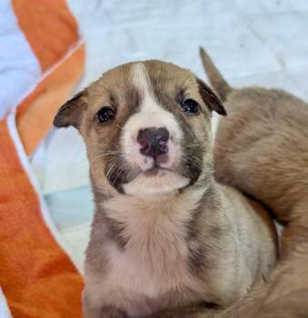 Rescue Mixed Breed Dogs for Adoption in Spring Hill, Tennessee - Annie | PetCurious