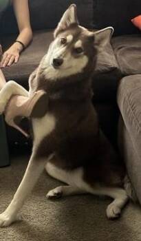 Bella Simone -  Mixed Breed Dog for Adoption in Fairfax, Virginia - Bella Simone | PetCurious