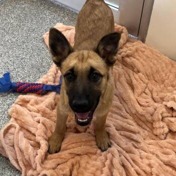 Dill -  Shepherd and Mixed Breed Dog for Adoption in Kanab, Utah - Dill | PetCurious
