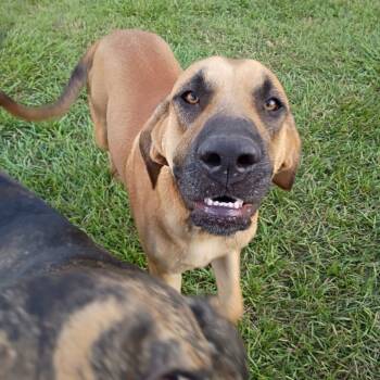 Rescue Cane Corso and Labrador Retriever Dogs for Adoption in Batson, Texas - "J.J." Jesse James | PetCurious