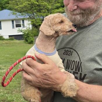 Poodle Dogs Available for Adoption in Normal, Illinois - Tinkerbell | PetCurious
