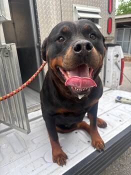 Rottweiler Dogs Available for Adoption - Calliope | PetCurious