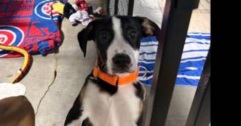 Paige -  Mixed Breed Dog for Adoption in Papillion, Nebraska - Paige | PetCurious