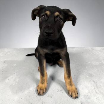 Kit -  Labrador Retriever Dog for Adoption in Williston, Vermont - Kit | PetCurious