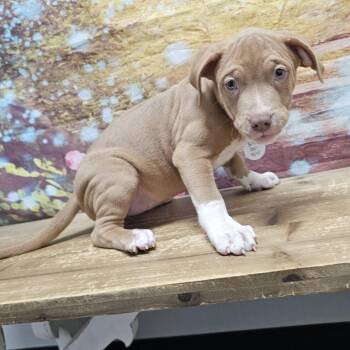 Nova -  Boxer and Mixed Breed Dog for Adoption in Normal, Illinois - Nova | PetCurious