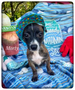 Chiweenie Dogs Available for Adoption in Sebring, Florida - Morty | PetCurious
