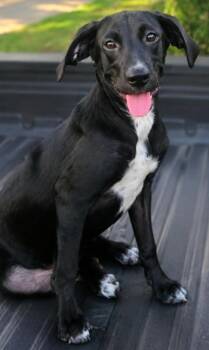 Lady Davis -  Labrador Retriever Dog for Adoption in El Dorado, Arkansas - Lady Davis | PetCurious