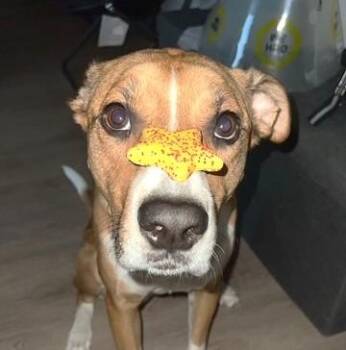 Roku (68 lbs) -  Rottweiler Dog for Adoption in Mississauga, Ontario - Roku (68 Lbs) | PetCurious