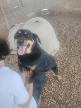 Milkshake -  Mixed Breed Dog for Adoption in Lake City, Arkansas - Milkshake | PetCurious