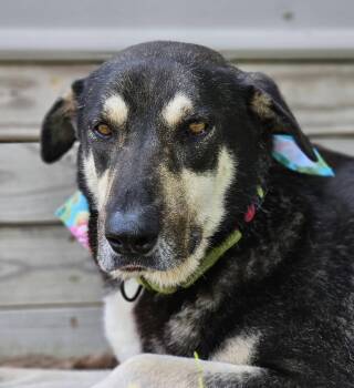 German Shepherd Dog and Great Pyrenees Dogs Available for Adoption in Houston, Texas - CASSIDY | PetCurious