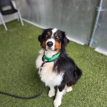 Apollo -  Australian Shepherd Dog for Adoption in Brentwood, Missouri - Apollo | PetCurious