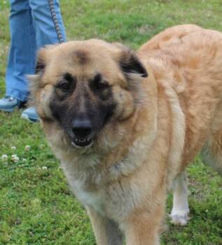 Collie and German Shepherd Dog Dogs Available for Adoption in Claremore, Oklahoma - PEARL | PetCurious
