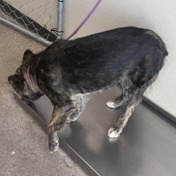 Mixed Breed Dogs Available for Adoption in Las Cruces, New Mexico - 107086 | PetCurious