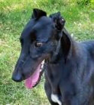 Ryder (aka Feel the Flow) -  Greyhound Dog for Adoption in Dallas, Texas - Ryder (aka Feel The Flow) | PetCurious