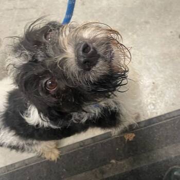 Rescue German Wirehaired Pointer Dogs for Adoption in Des Moines, Iowa - Ritz | PetCurious