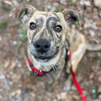 Shepherd Dogs Available for Adoption in Parrish, Alabama - Collin | PetCurious