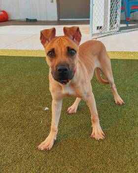 Shepherd and Black Mouth Cur Dogs Available for Adoption in Hays, Kansas - Ed | PetCurious