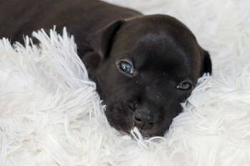 Onyx- Mama Ruby Anns Gemstone Litter -  Pit Bull Terrier Dog for Adoption in Carmel Hamlet, New York - Onyx- Mama Ruby Anns Gemstone Litter | PetCurious