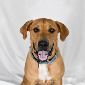 Garrison -  Mixed Breed Dog for Adoption in Defuniak Springs, Florida - Garrison | PetCurious