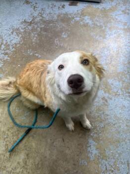 Willow -  Australian Shepherd and Mixed Breed Dog for Adoption in Lagrange, Indiana - Willow | PetCurious