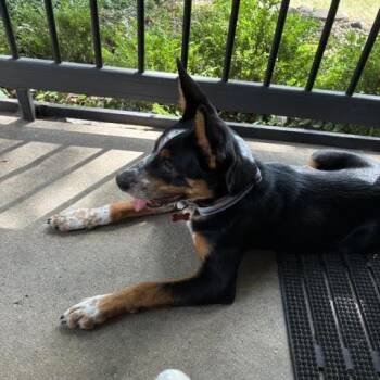 Radio -  Australian Cattle Dog Blue Heeler Dog for Adoption in Ferndale, Michigan - Radio | PetCurious