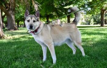 Spila -  Siberian Husky and German Shepherd Dog Dog for Adoption in Yakima, Washington - Spila | PetCurious