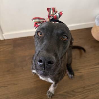 German Shorthaired Pointer Dogs Available for Adoption in Trabuco Canyon, California - ODETTE! | PetCurious