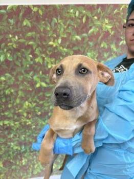 Labrador Retriever and Mixed Breed Dogs Available for Adoption in San Antonio, Texas - Polly | PetCurious