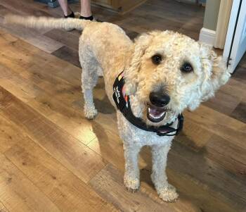 Goldendoodle Dogs Available for Adoption in Green Ridge, Missouri - Harley | PetCurious