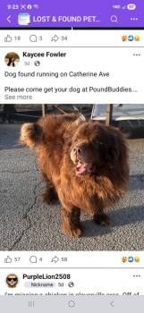 Maximus Prime-Magill -  Newfoundland Dog Dog for Adoption in Muskegon, Michigan - Maximus Prime-Magill | PetCurious