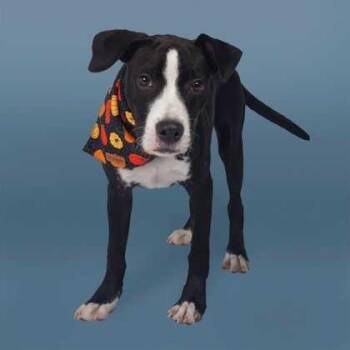 Alex -  Mixed Breed Dog for Adoption in Greenville, South Carolina - Alex | PetCurious