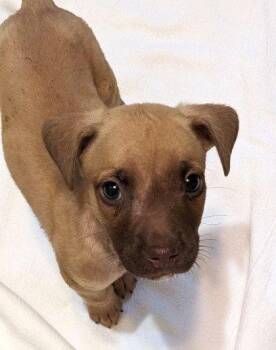 Christos -  Boxer Dog for Adoption in Newport, Kentucky - Christos | PetCurious