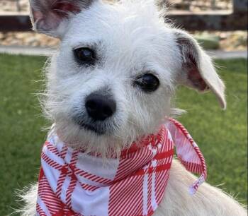 Rescue Terrier Dogs for Adoption in Hondo, Texas - Natalie — A Gentle Little Lady With A Mohawk And A Big Heart | PetCurious