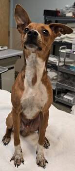 Chip -  Chihuahua and Dachshund Dog for Adoption in Murphysboro, Illinois - Chip | PetCurious