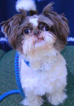 Italy -  Shih Tzu and Mixed Breed Dog for Adoption - Italy | PetCurious