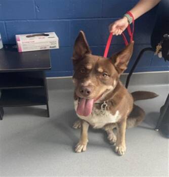 IVAN -  German Shepherd Dog and Siberian Husky Dog for Adoption in Indianapolis, Indiana - IVAN | PetCurious