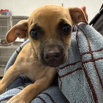 Moonpie -  Chihuahua and Mixed Breed Dog for Adoption in Abilene, Texas - Moonpie | PetCurious