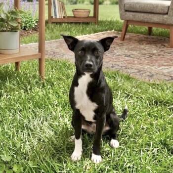 PEPO -  Terrier and Mixed Breed Dog for Adoption in Waterford, New Jersey - PEPO | PetCurious