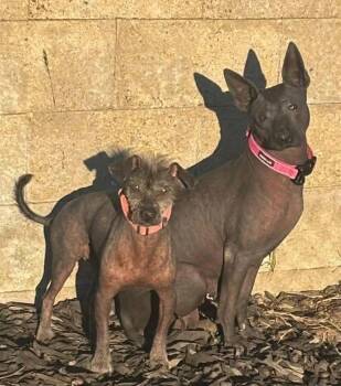 Jack -  Xoloitzcuintli Mexican Hairless Dog for Adoption in Upland, California - Jack | PetCurious