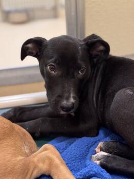 Sonny -  Labrador Retriever Dog for Adoption in Pawleys Island, South Carolina - Sonny | PetCurious