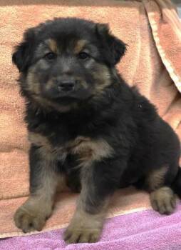 Nora -  German Shepherd Dog Dog for Adoption in Thief River Falls, Minnesota - Nora | PetCurious