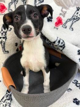 Shawnie Blue Collar -  Terrier Dog for Adoption in Syracuse, Indiana - Shawnie Blue Collar | PetCurious