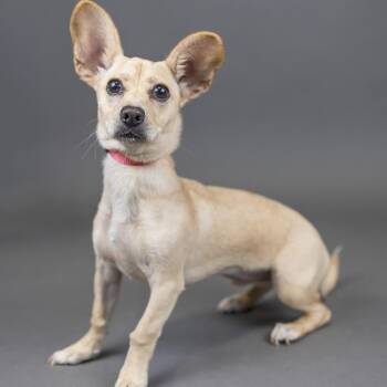 Linda -  Chihuahua and Dachshund Dog for Adoption in Portland, Oregon - Linda | PetCurious